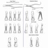USA Delta Extraction Forceps Dental Instruments